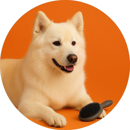 Radiant Hair - Trustipaw